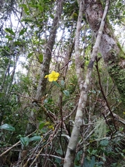 Ochnaceae
