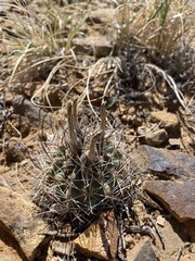 Sclerocactus glaucus