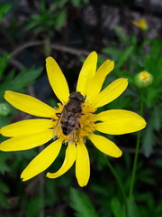 Eristalinus taeniops