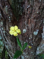 Ochnaceae