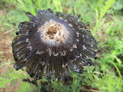 Coprinus sterquilinus