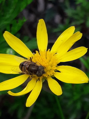 Eristalinus taeniops