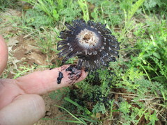 Coprinus sterquilinus