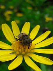 Eristalinus taeniops