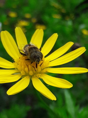 Eristalinus taeniops