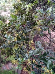Weinmannia