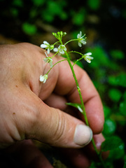 Cardamine rotundifolia