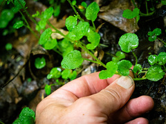 Cardamine rotundifolia