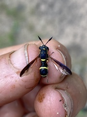 Sphiximorpha willistoni