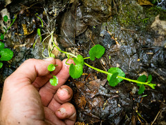 Cardamine rotundifolia