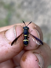 Sphiximorpha willistoni