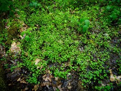 Cardamine rotundifolia