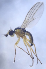 Cerodontha dorsalis