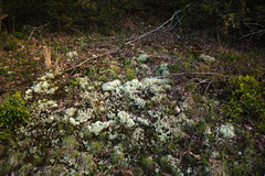 Cladonia arbuscula mitis