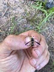 Sphiximorpha willistoni