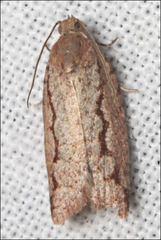 Meritastis