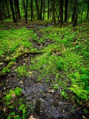 Cardamine rotundifolia
