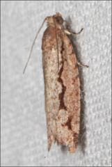 Meritastis