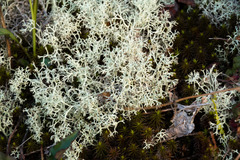 Cladonia arbuscula mitis