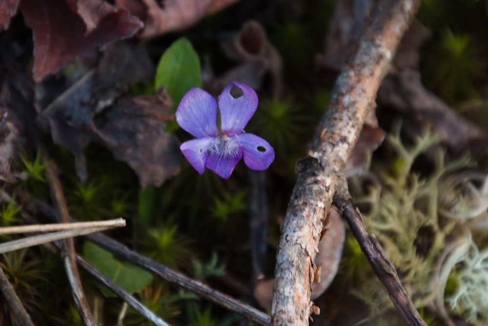 violets from Great Smoky Mountains NP, Swain County, NC, USA on May 19 ...