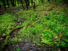 Cardamine rotundifolia