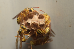 Mischocyttarus alfkenii-basimacula
