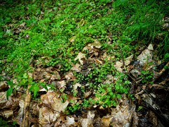 Cardamine rotundifolia