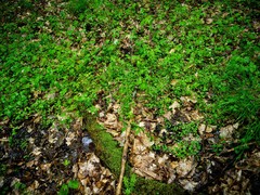 Cardamine rotundifolia