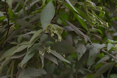 Tournefortia rufosericea