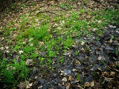 Cardamine rotundifolia