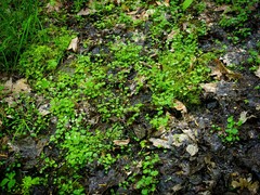 Cardamine rotundifolia