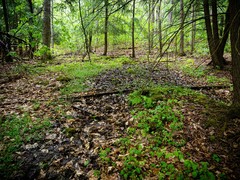 Cardamine rotundifolia
