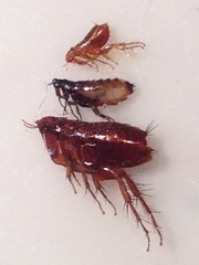 Siphonaptera