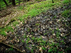 Cardamine rotundifolia