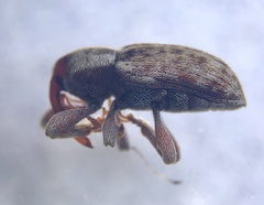 Pachytychius haematocephalus