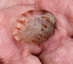 Chrysaora chesapeakei