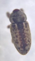 Pachytychius haematocephalus