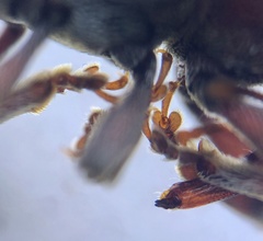 Pachytychius haematocephalus