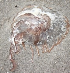 Chrysaora chesapeakei