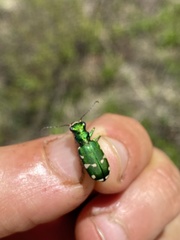 Cicindela patruela