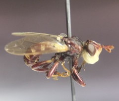 Myopa clausa
