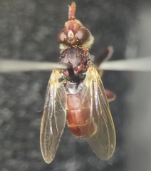 Myopa clausa