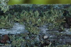Cladonia strepsilis