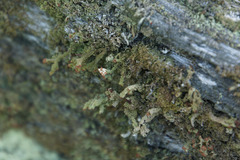 Cladonia strepsilis