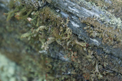 Cladonia strepsilis