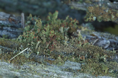 Cladonia strepsilis