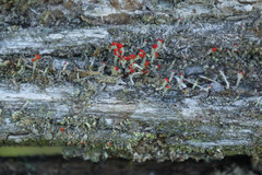 Cladonia didyma
