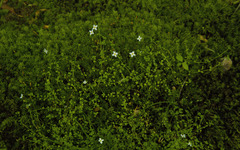 Houstonia serpyllifolia
