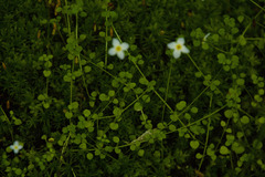 Houstonia serpyllifolia
