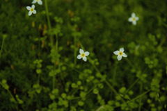 Houstonia serpyllifolia